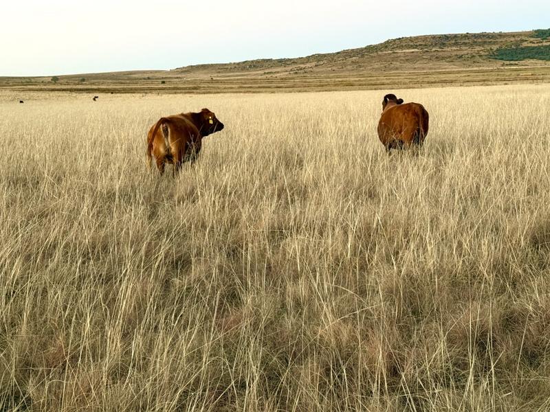 0 Bedroom Property for Sale in Warden Free State